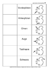 Flip-Flap-Eichhörnchen-Körperbau-SW.pdf